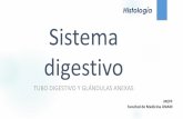 Histologia del Sistema Digestivo
