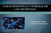 características y formas de as neuronas