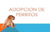 Adopcion de perritos