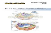 Célula Eucarionte, Vegetal y Animal I: Pared, Membrana y Transporte (BC06 - PDV 2013)