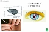 5  clase sobre sensación y percepción