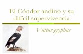 El cóndor andino y su difícil supervivencia