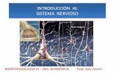 Introducción al Sistema Nervioso. Morfo III. Ing. Biomedica