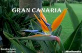 Gran Canaria D