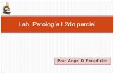 Lab. patologia i 2do parcial