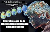 Neurobiologia de la maduración del cerebro adolescente