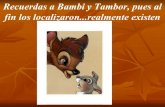 Bambi y-tambor