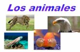 Animales ema y antonio1