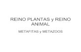 Reino plantas y animales