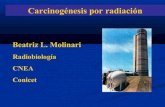 Carcinogenesis por radiacion_molinari