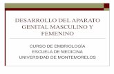 Desarrollo del aparato genital masculino y femenino