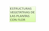 Estructuras vegetativas-plantas-con-flor