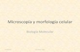 Microscopía y morfología celular