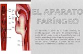 APARATO FARÍNGEO- SALDIVAR DE LA BORDA CLAUDIA MELINA