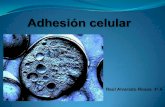 Adhesion celular raul alvarado