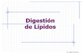 13.digestión y absorción de lípidos