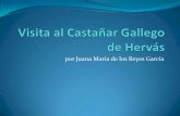 Visita al Castañar Gallego de Hervás