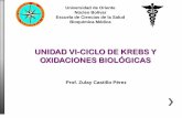 Unidad VI ciclo de krebs y oxidaciones biologicas