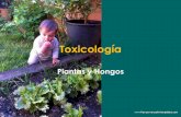 Plantas y hongos tóxicos