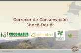 Corredor de Conservación Chocó-Darien Anthrotect Cocomasur