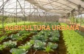 ''Agricultura urbana''2