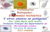 1.3 enteroparasitismo por protozoarios riz³podos entamoeba histolytica