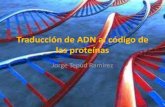 Traducción de adn al código de las proteínas