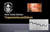 25.  Treponema pallidum