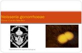 24.  Neisseria gonorrhoeae