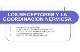 Tema 5 Los Receptores Y La CoordinacióN Nerviosa