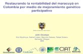 Restaurando la rentabilidad del maracuyá en Colombia por medio de mejoramiento genético participativo