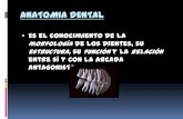 Anatomia dentaria