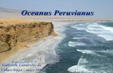 Zz 2 14 Oceanus Peruvianus Nº 29