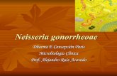 Neisseria gonorrhoae