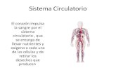 Sistema circulatorio y excretor