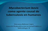 Mycobacterium bovis como agente causal de tuberculosis en humanos