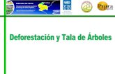 Deforestación y Tala de Arboles Piura-Tumbes