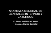 ANATOMIA GENERAL DE GENITALES INTERNOS Y EXTERNOS