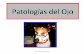 Patología del Ojo.Patología Médica