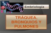 Embriología de Traquea, bronqios y pulmones