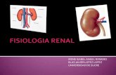 Fisiologia renal (imágenes)