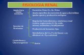 Fisiologia renal 2