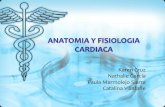 Anatomia y fisiologia cardiaca