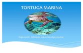 Propuesta de Protección :Tortuga marina