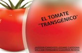 Tomate transgencoio