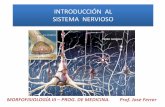 Introducción al sistema nervioso