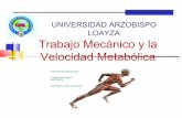 6 velocidad metabolica