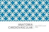 Anatomia cardiovascular basica