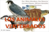 Los animales vertebrados (carmen iñíguez, eva navarro, laura martínez, silvia mendoza, miriam gonzález)