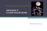 Meiosis y gametogénesis